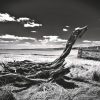 Art Gallery Xiart | Driftwood At Coast