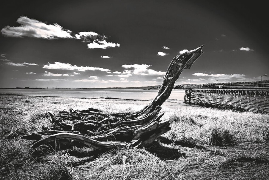 Art Gallery Xiart | Driftwood At Coast