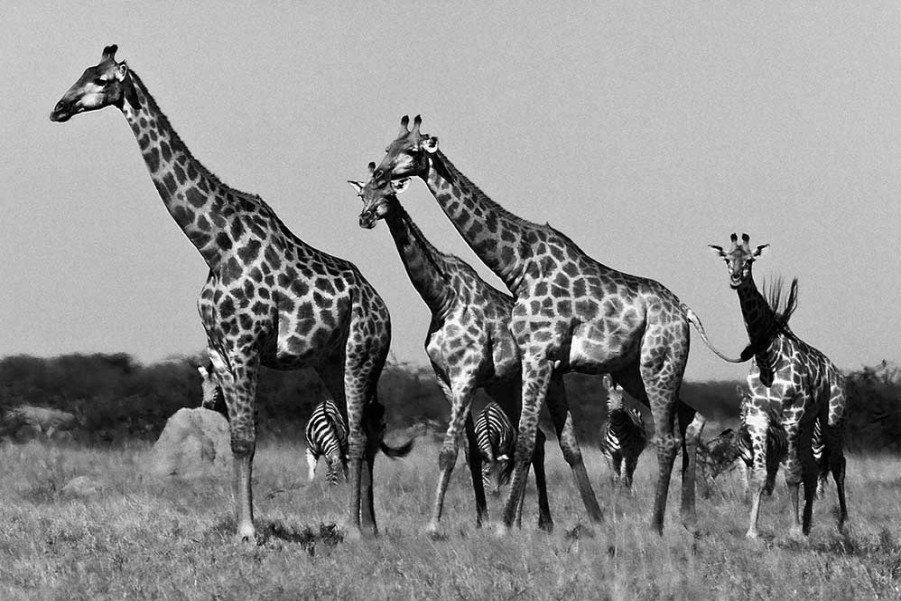 Art Gallery Xiart | Giraffes Botswana