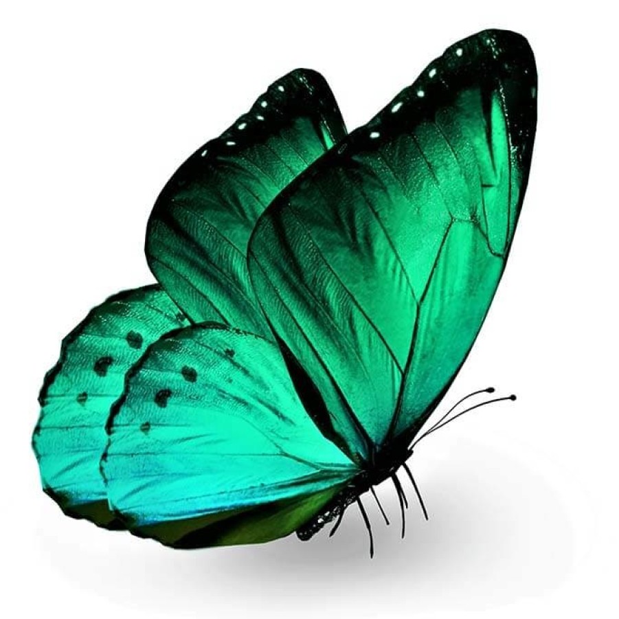 Art Gallery Xiart | Green Mariposa