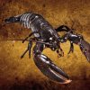 Art Gallery Xiart | Black Lobster