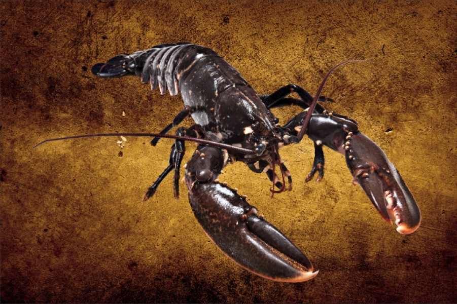 Art Gallery Xiart | Black Lobster