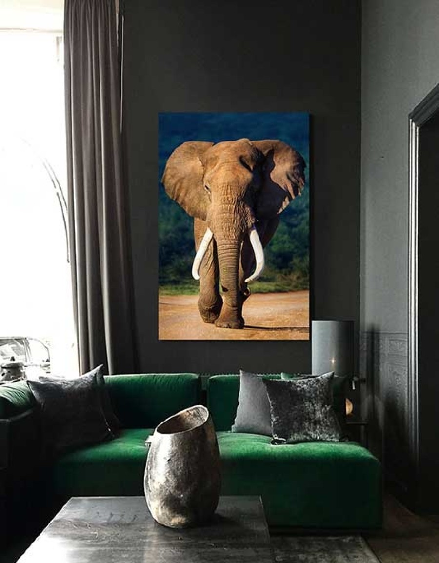 Art Gallery Xiart | Color Elephant