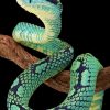 Art Gallery Xiart | Sri Lankan Pit Viper