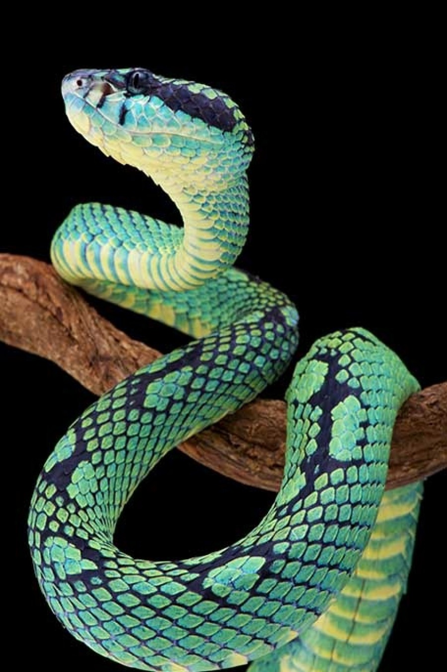 Art Gallery Xiart | Sri Lankan Pit Viper