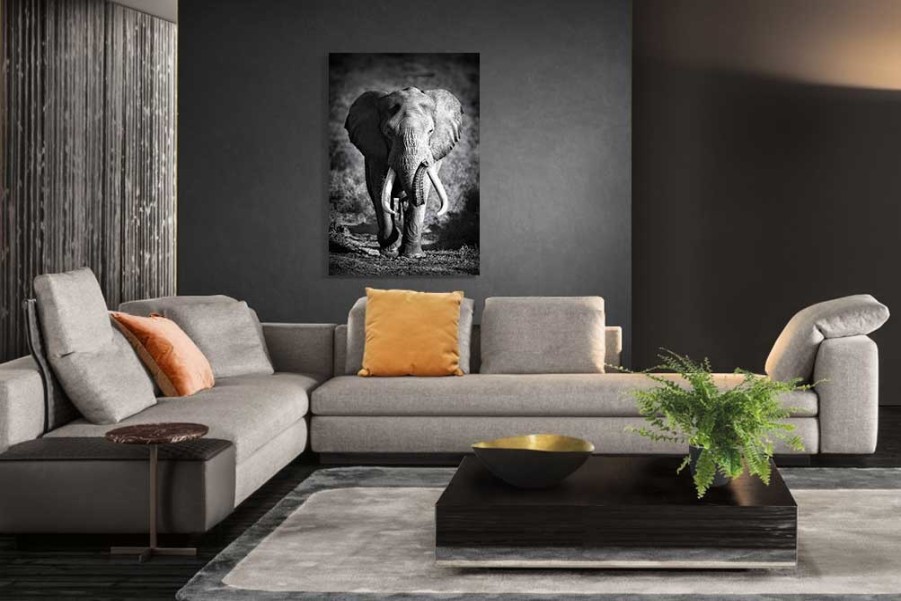 Art Gallery Xiart | Elephant Bull