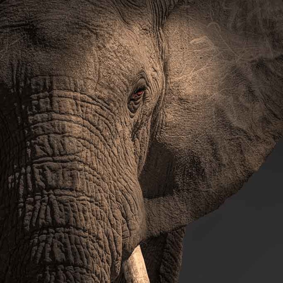 Art Gallery Xiart | Close Up Elephant