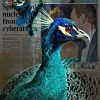 Art Gallery Xiart | Peacock News