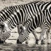 Art Gallery Xiart | Steppe Zebras