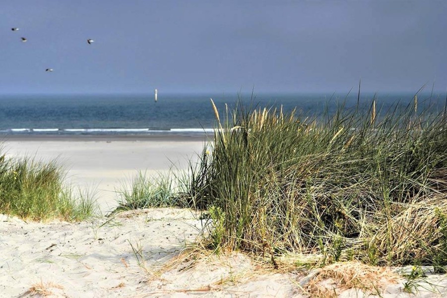 Art Gallery Xiart | Dutch Dunes