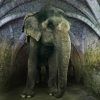 Art Gallery Xiart | Asian Elephant