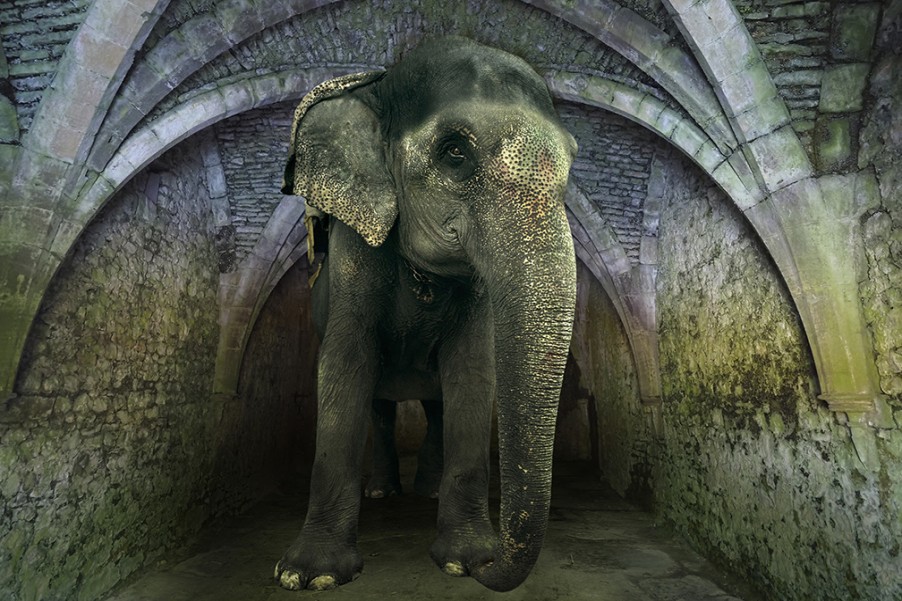 Art Gallery Xiart | Asian Elephant