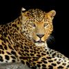 Art Gallery Xiart | Leopardo