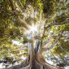 Art Gallery Xiart | Old Tree Sunshine