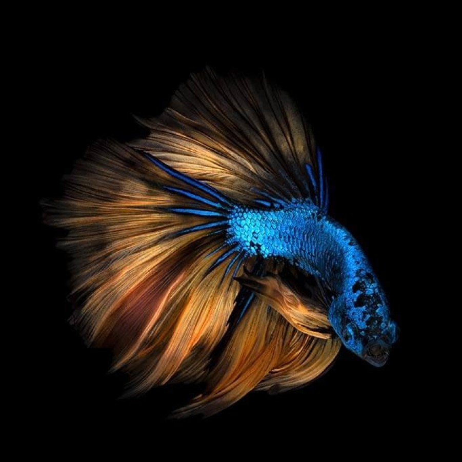 Art Gallery Xiart | Betta Fish