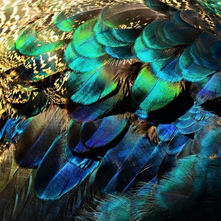 Art Gallery Xiart | Peacock Feathers