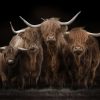 Art Gallery Xiart | Scottish Highlanders