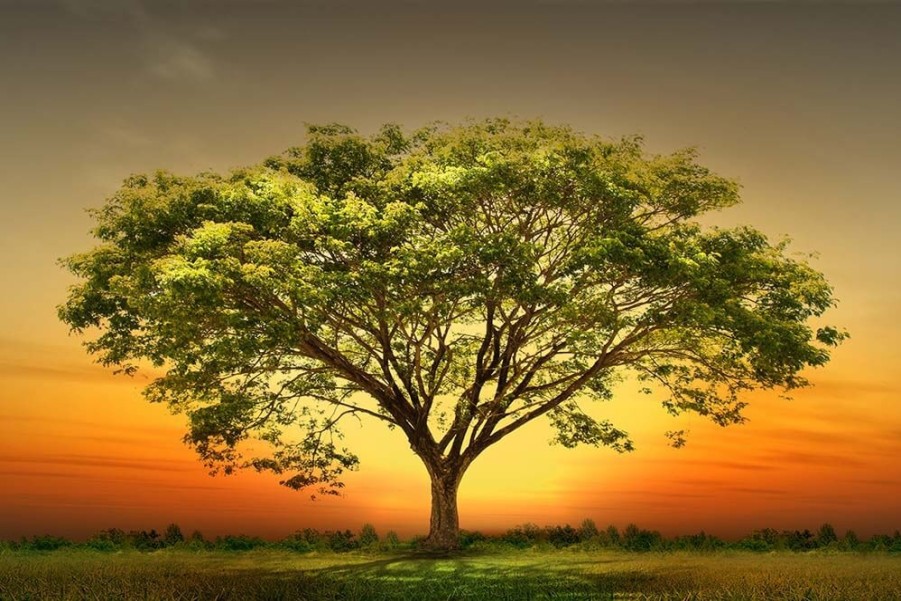 Art Gallery Xiart | Sunset Tree