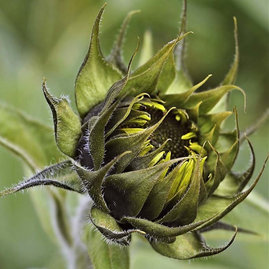 Art Gallery Xiart | Sunflower In Bud