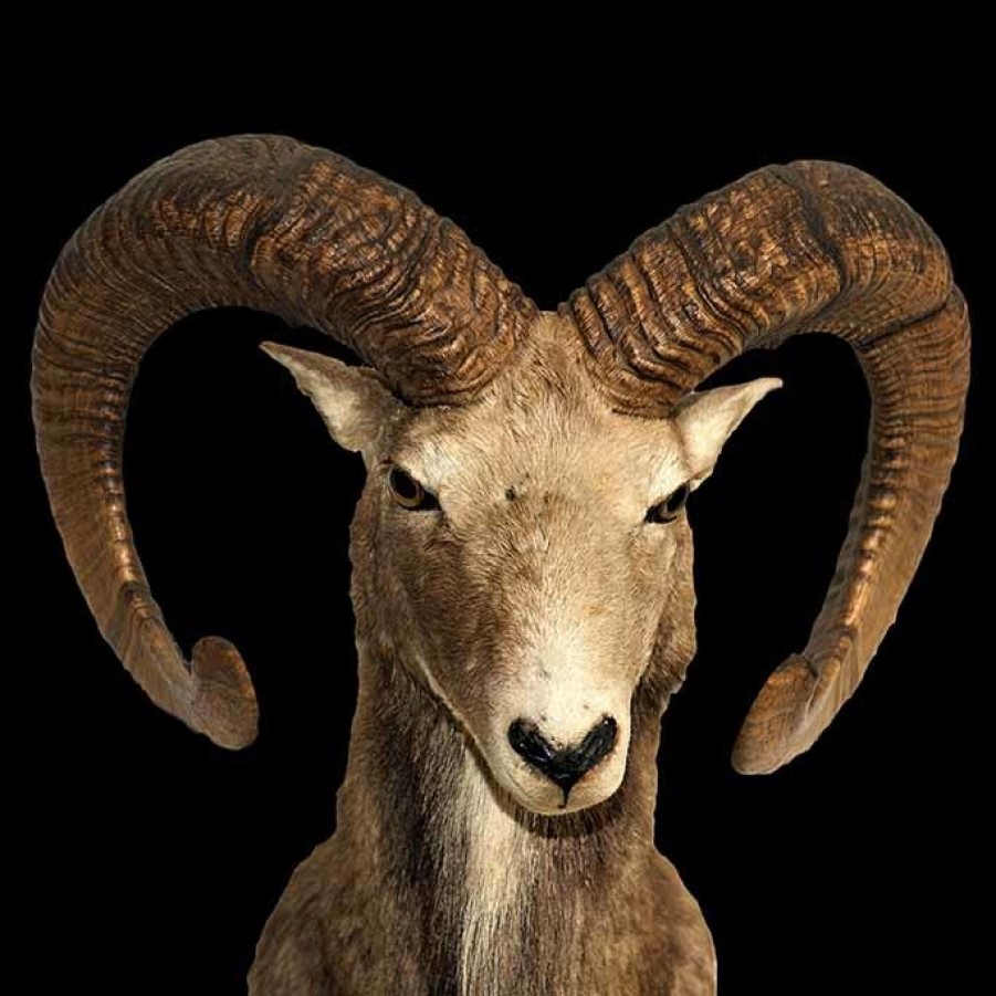 Art Gallery Xiart | Goat