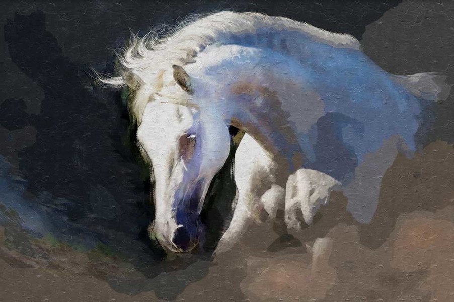 Art Gallery Xiart | Beautiful White Horse