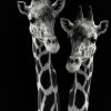 Art Gallery Xiart | Giraffes On Safari