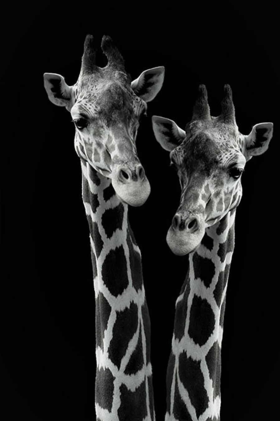 Art Gallery Xiart | Giraffes On Safari