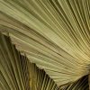 Art Gallery Xiart | Dry Palm Leaves