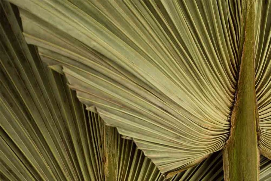 Art Gallery Xiart | Dry Palm Leaves