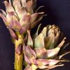 Art Gallery Xiart | Pure Artichokes